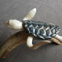 blackturtle1